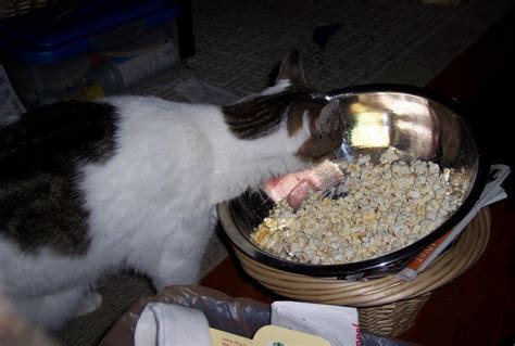 Can Cats Eat Popcorn Pet Comments