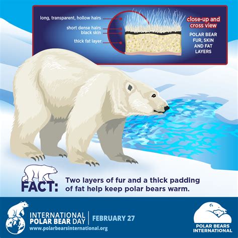 Climate Alliance Activity 1b Polar Bears International