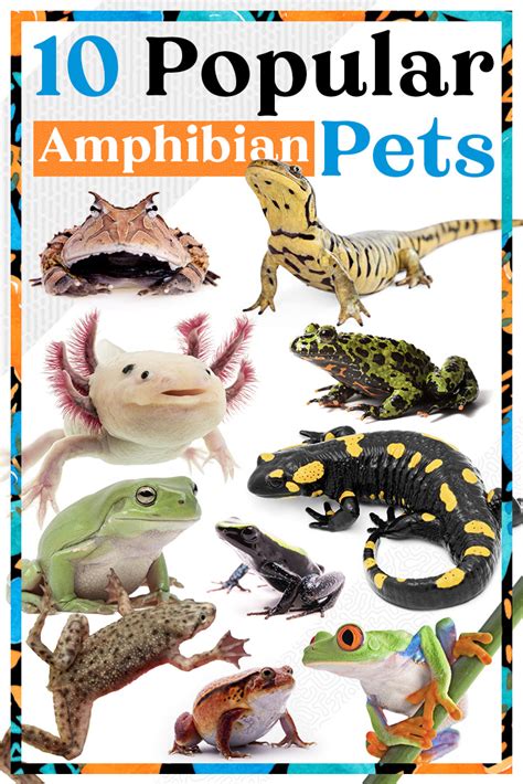 Most Popular Pet Amphibians Ranked Mr Amphibian