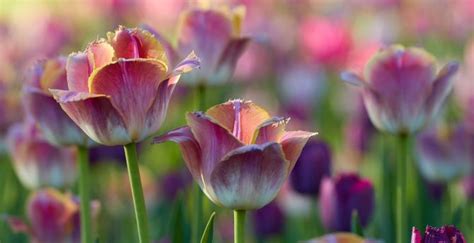Desktop Wallpaper Tulips Flowers Pink White Flowerbed Hd Image