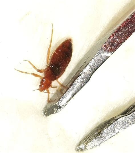 Bed Bug Pest Control Canada
