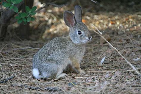 Rabbit Facts Description Food Habits Pet Care And