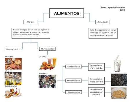 Mapas Mentales Conceptuales Y Cuadros Sinópticos Sobre Alimentos