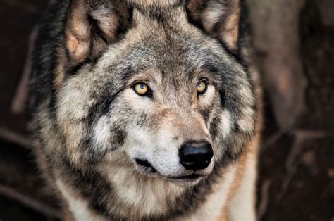 Download Grey Wolf Face Animal Wolf 4k Ultra Hd Wallpaper