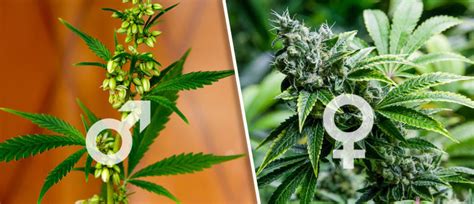 The Difference Between Male And Female Cannabis Plants