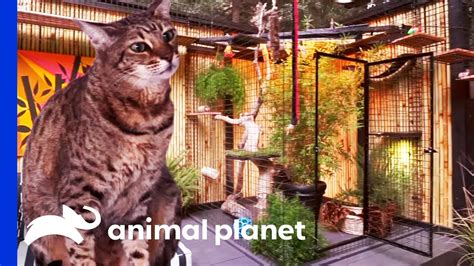 The Purr Fect Kitty Paradise For An Adventurous Savannah Cat Animal