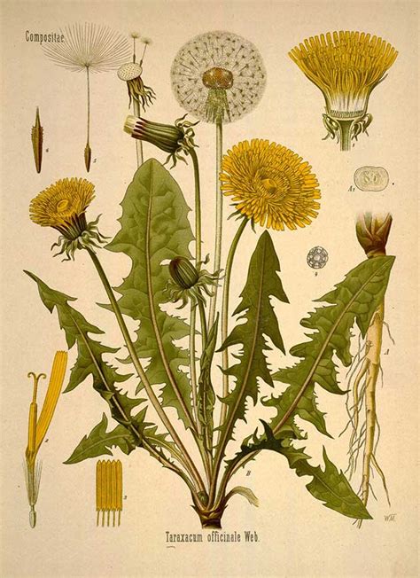 Dandelion Common Wildfoods 4 Wildlife