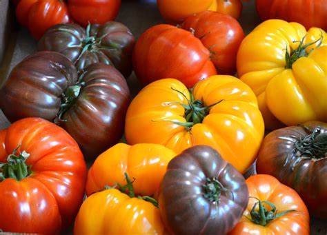 Freshpoint Why Heirloom Tomatoes Are So Special