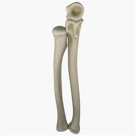 The distal extremity is prolonged into a blunt pointed styloid process of the ulna and articulates by a concave facet with ulnar carpal below and by a convex facet with the radius. 3d model radius ulna