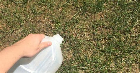 How Do You Fix Burnt Grass Patches - How To Fix Burnt Grass From Tarp