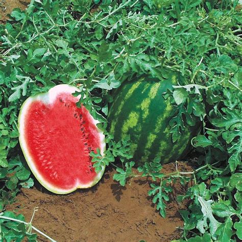 Topgun Hybrid Watermelon Seeds Park Seed