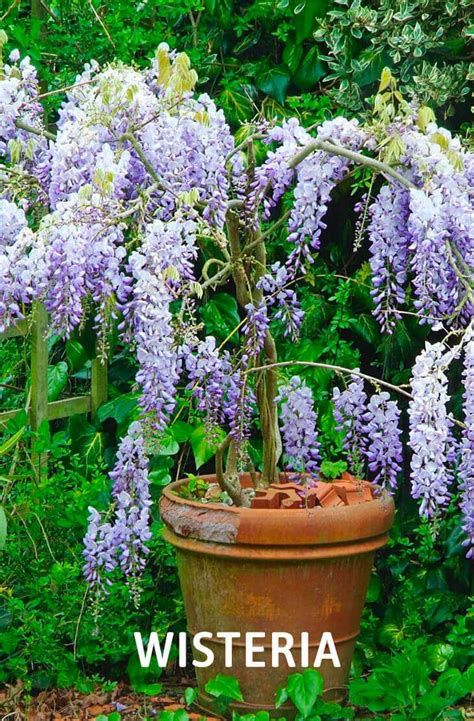 20 Best Beautiful Fragrant Flowers In The World Home