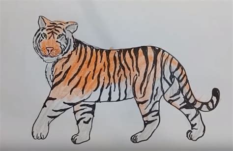 How To Draw A Bengal Tiger Step By Step Easy Lagoncatinfo
