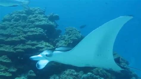 Face To Face With Manta Rays Youtube