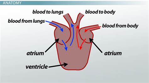 I'm doing an assignment for. Three-Chambered Heart: Definition & Anatomy - Video ...