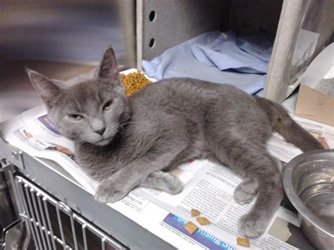 The purpose of our home euthanasia service is to make this difficult event easier for you and your family and to make it peaceful for your faithful friend. Kitten Rescued Hours Before Euthanasia Seeks Help and Home ...