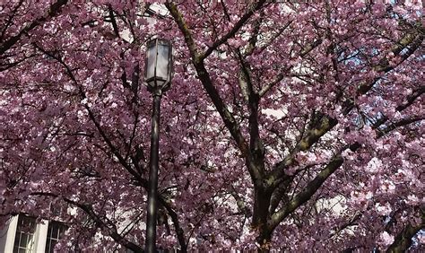Round 2 Of Uw Cherry Blossom Season Is Underway Uw News