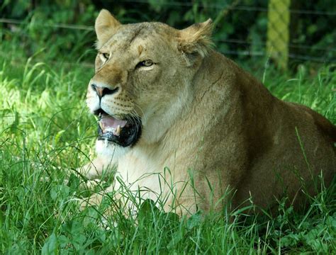 Lioness At Longleat Safari Park They Have Two Lion Enclosu Flickr