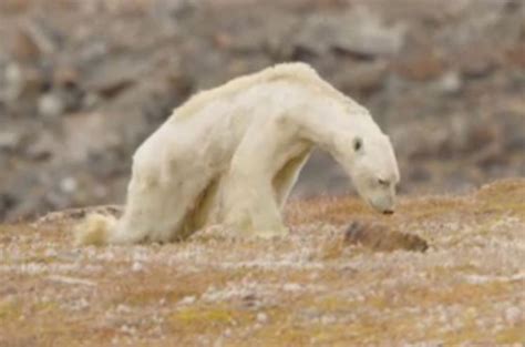 Video Of Starving Polar Bear Is Reminder We Need To End Climate Change