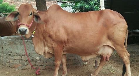 Sahiwal Cow By Ashoks Dairy Farm Sahiwal Cow Inr 30 K Pieces