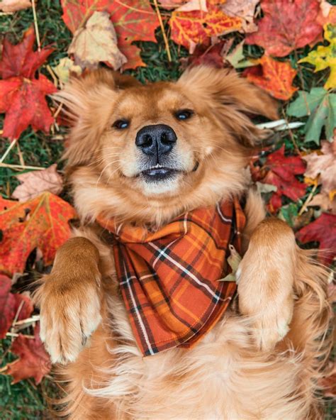 Pin By Lauren Spencer On Autumns Strong Statement Fall Dog Fall