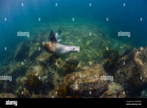Sea Lion Swimming Underwater In Ocean Baird Bay Eyre Peninsula South