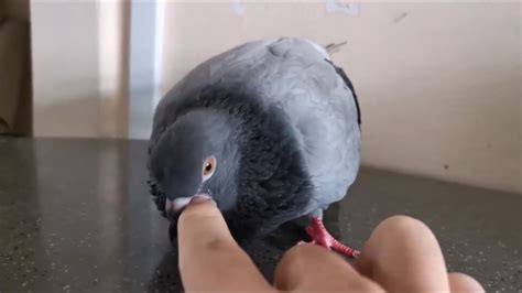 The Unusual Sex Life Of My Pigeon Youtube