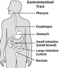 Parts, component, structure of the digestive system in humans and its functions. What are the parts of the digestive system? - Quora