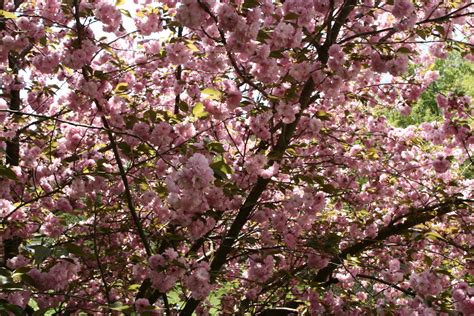 Filespring Tree Bloom Pink West Virginia Forestwander