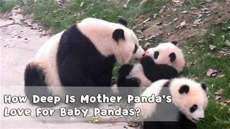 How Deep Is Mother Pandas Love For Baby Pandas Ipanda Youtube