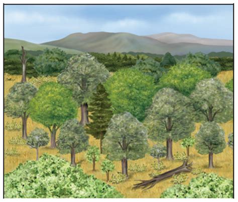 How Ecosystems Change Ecological Succession Welcome To Mrs