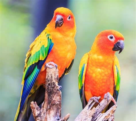 Join imgur emerald to award accolades! Een mooie papegaai Rosella zit op een tak en strekt zich ...