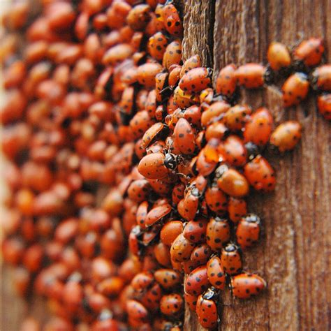 exploring the differences between lady bugs and asian beetles bedbugs