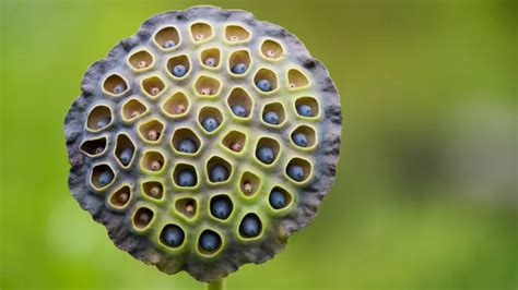 Understanding Trypophobia Unraveling The Mystery Behind The Fear Of