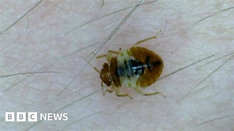Parasites Invade Houses Of Parliament Bbc News