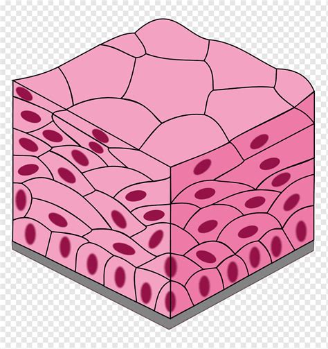 Cells And Epithelial Tissues Review
