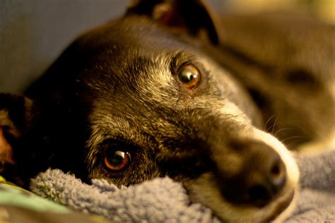 Pet Loss How You Can Help A Dog Mourning The Loss Of A Pack Mate