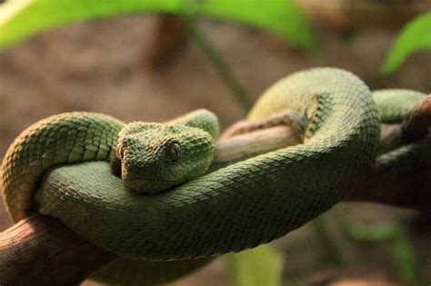 Viper Snake Learn About Nature
