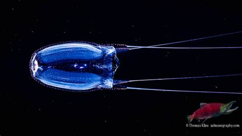 Box Jellyfish Aka Sea Wasp Alatina Alata A Photo On Flickriver