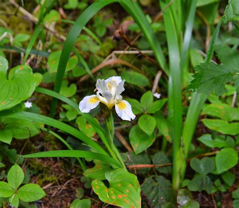 We did not find results for: Forest Flowers - light-in-leaves