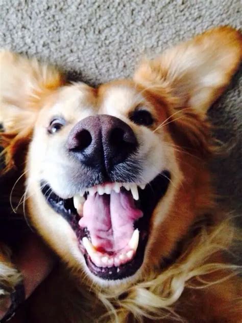 20 Smiling Golden Retrievers That Will Melt Your Heart The Paws