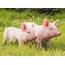 Pet Pigs  Taking Care Of Your New Pig Home Tips Plus