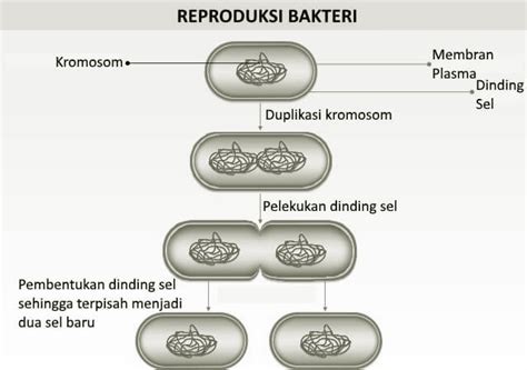 Reproduksi Bakteri Bagaimana Cara Bakteri Berkembang Biak Secara
