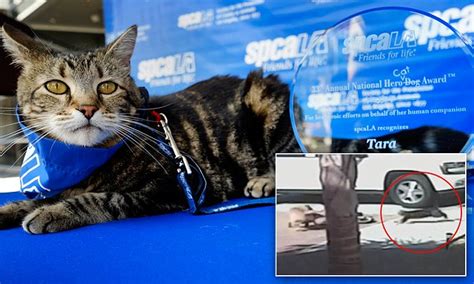 Cat Tara Gets Award For Saving 6 Year Old Autistic Boy From Being