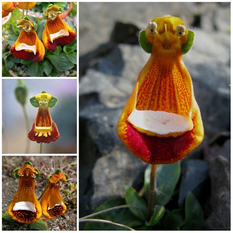 Maybe you would like to learn more about one of these? Flowers with the most unusual forms