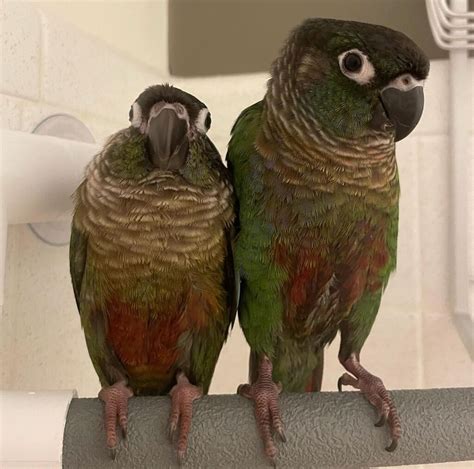 Green Cheek Conure Learn About Nature