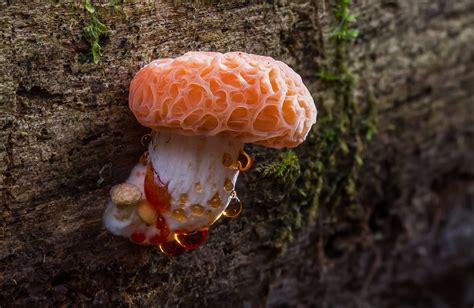 Rhodotus Palmatus: The Ultimate Mushroom Guide