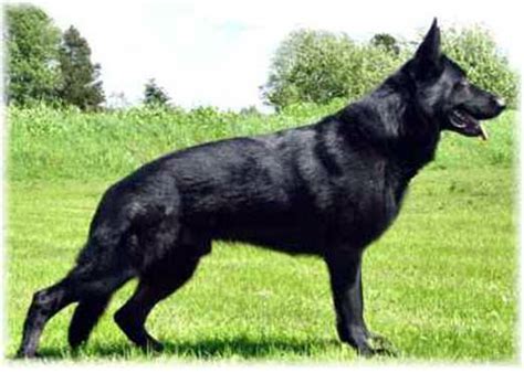 German Shepherd Dog Breeds Info Solid Black German Shepherd