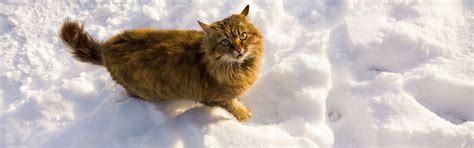 ABC, die Katze lief im Schnee