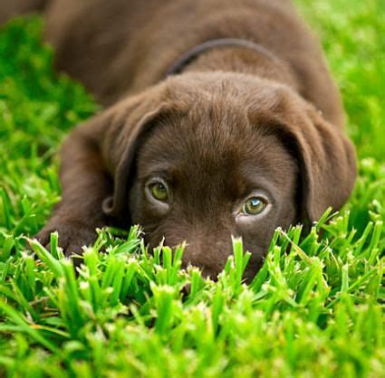 Apt for gray or white dogs, as gandalf the grey returns as we think this name would be lovely for a small and white canine, just like a pearl! Chocolate Lab Puppy Names | Puppy names, Female puppy ...